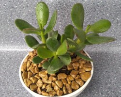 Lisbeth Espinosa
Panamá